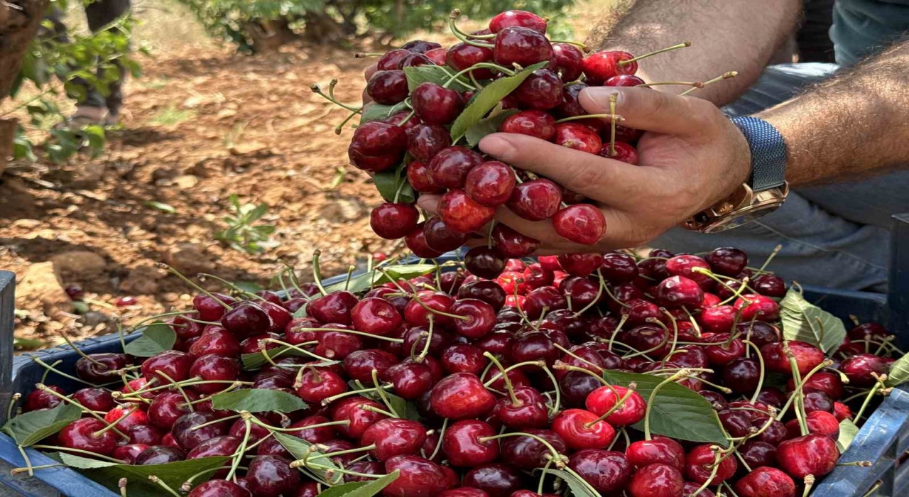 Mardinde 17. Napolyon Kirazı Festivali düzenlendi