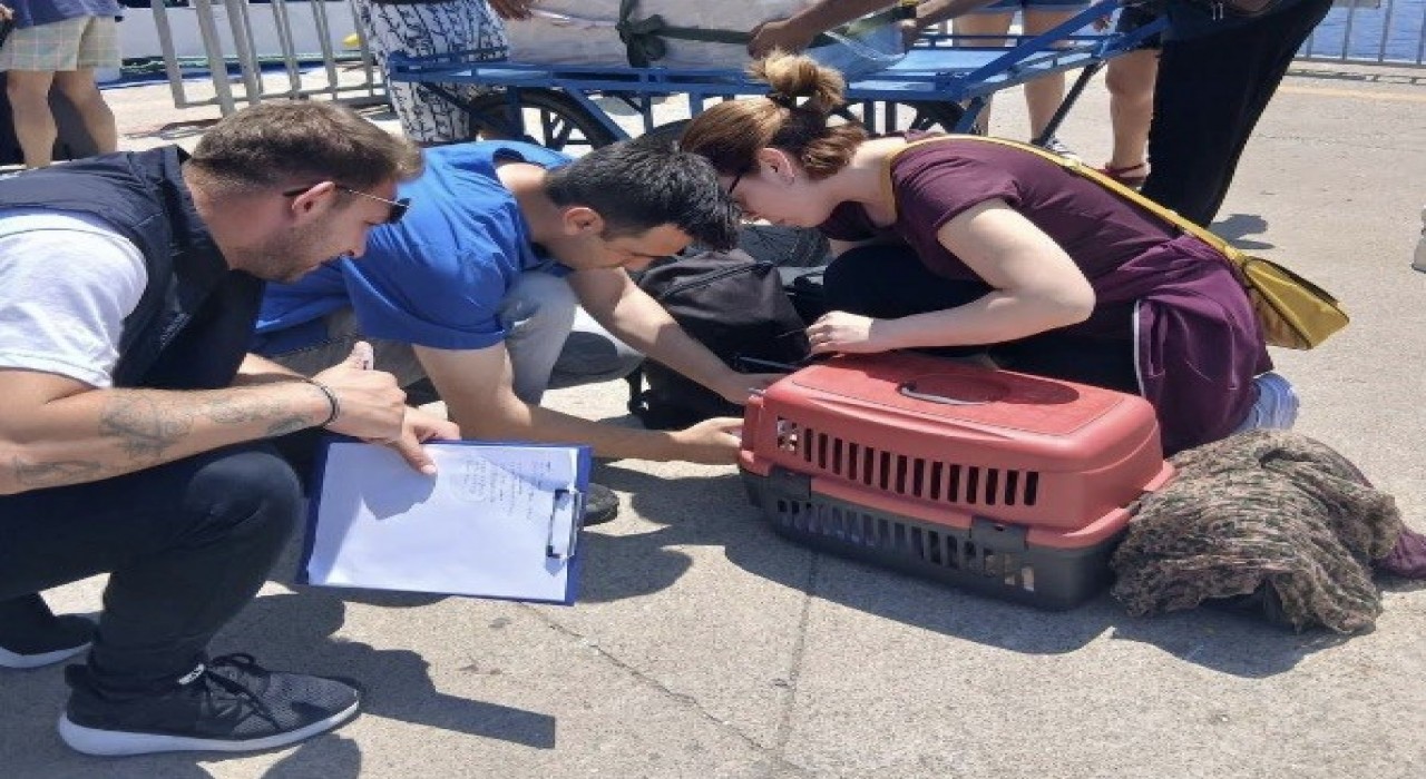 Marmara ve Avşa adalarına kimliksiz hayvan girişi yasaklandı