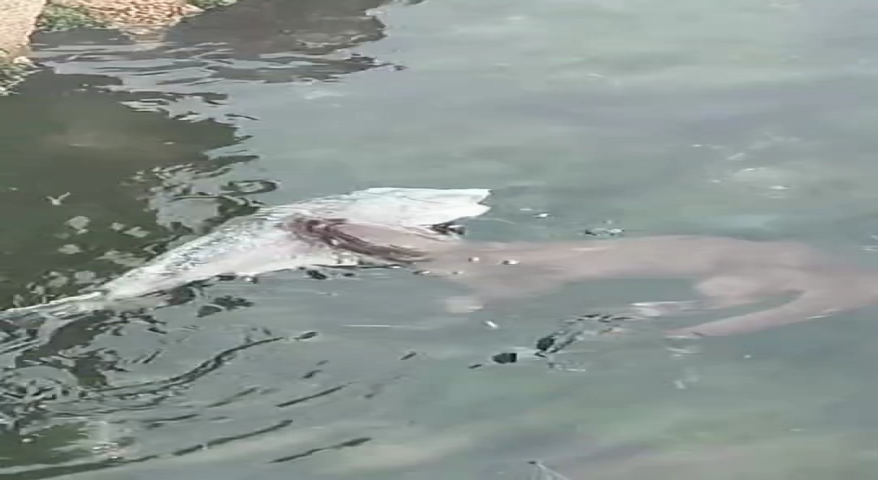 Marmarada nadir görülen su samurları, Tekirdağ kıyılarında görüntülendi