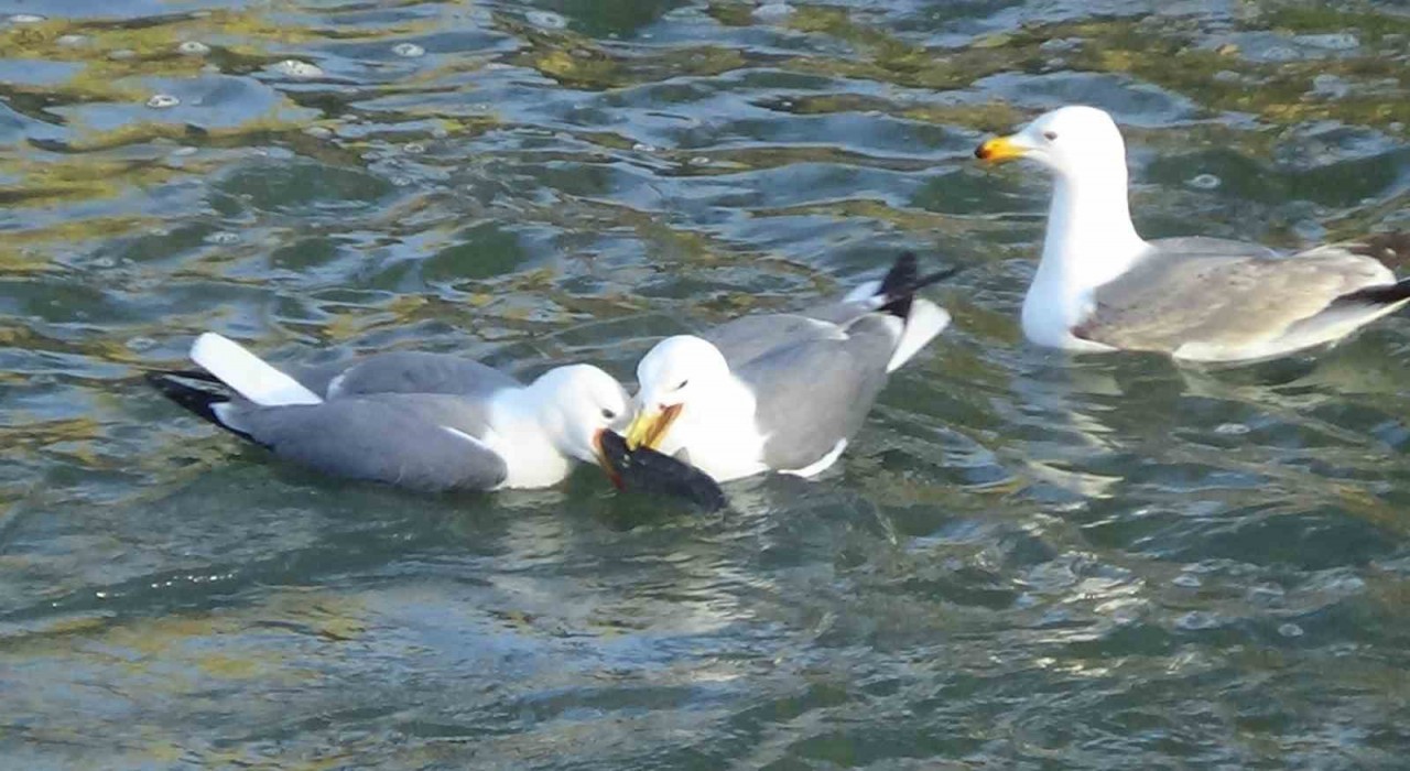 Martıların balık kavgası