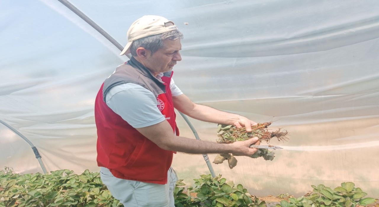 Menteşede çiftçilere hastalık ve zararlı kontrolü desteği