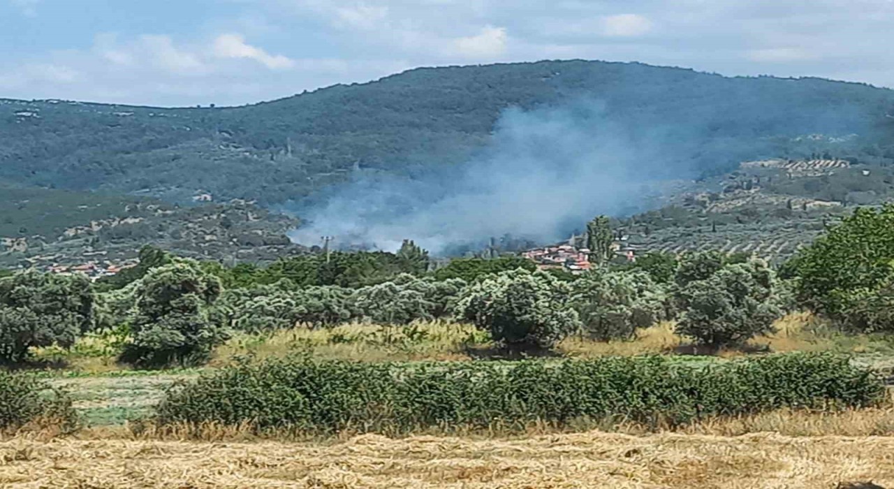Menteşede zeytinlik alanda yangın
