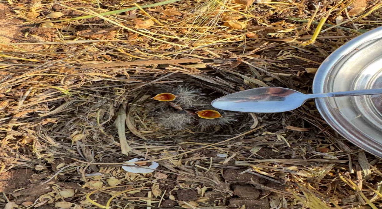 Mercimek tarlasında bulduğu kuş yavrularına kaşıkla su verdi