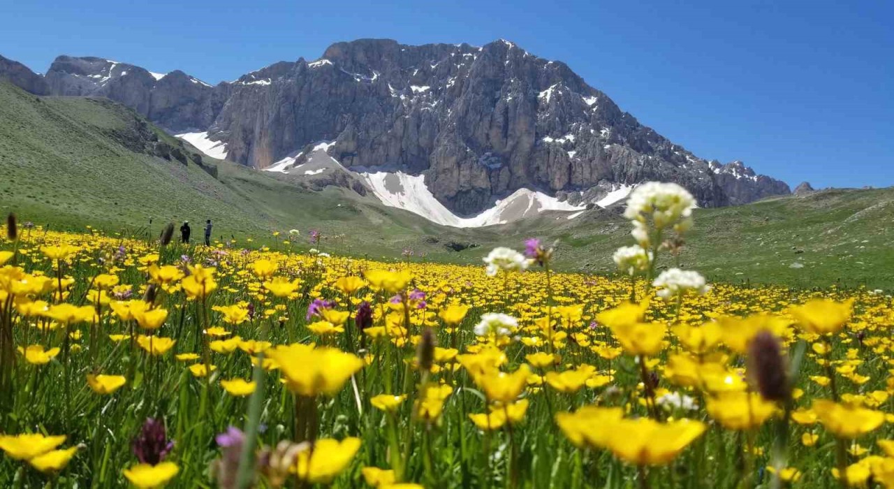 Merg Yaylası, bu günlerde yerli ve yabancı doğaseverlere ev sahipli yapıyor