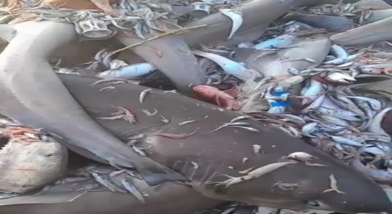 Mersin Valiliğinden köpek balığı açıklaması