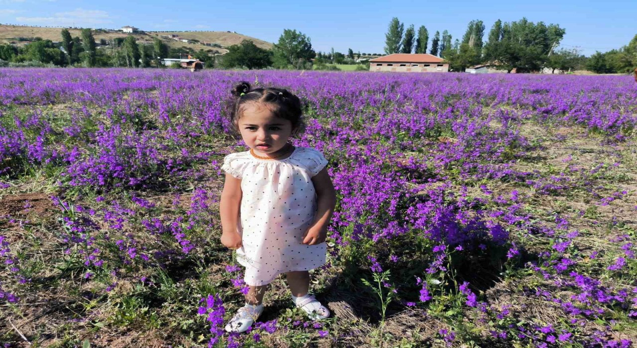 Mor renkli yabani otlar görsel şölen sunuyor