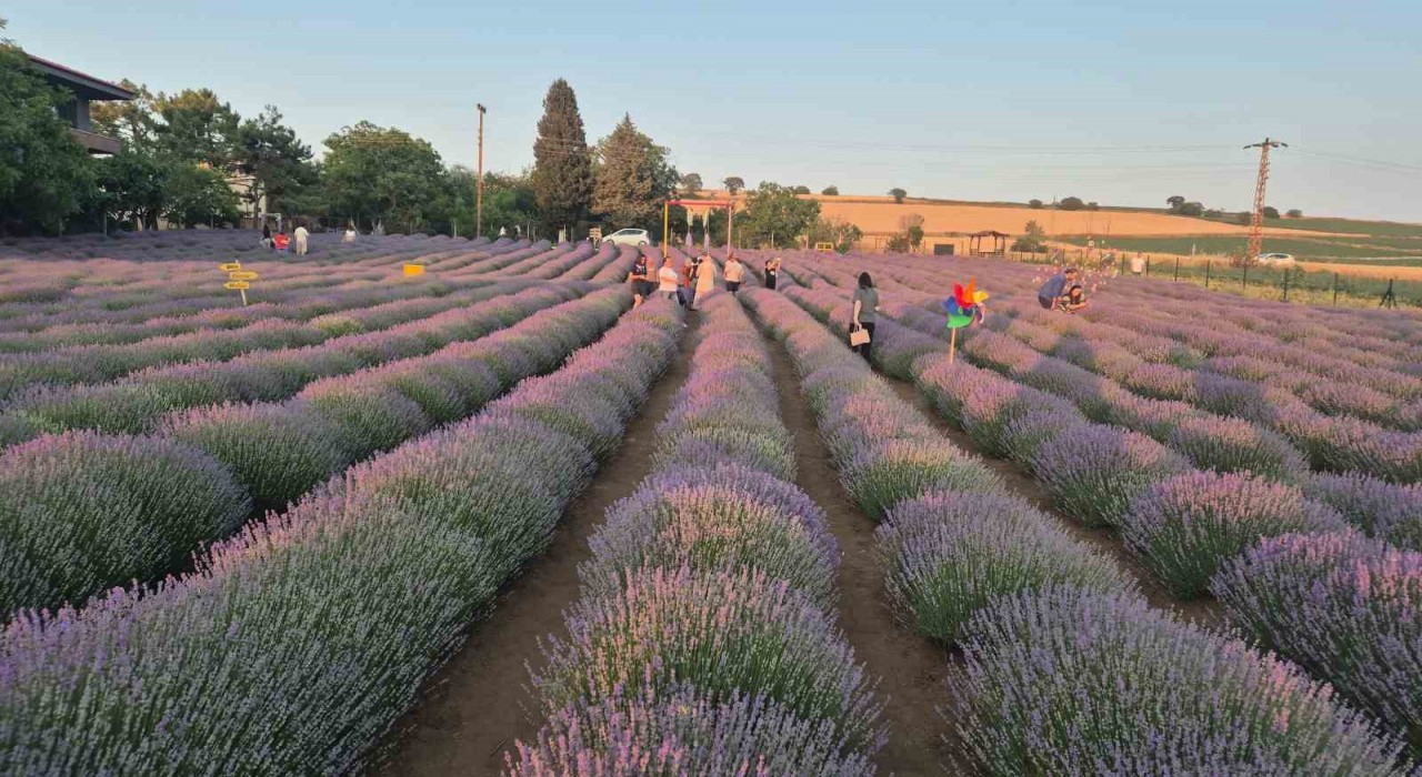 Mor tarla turizmi başladı