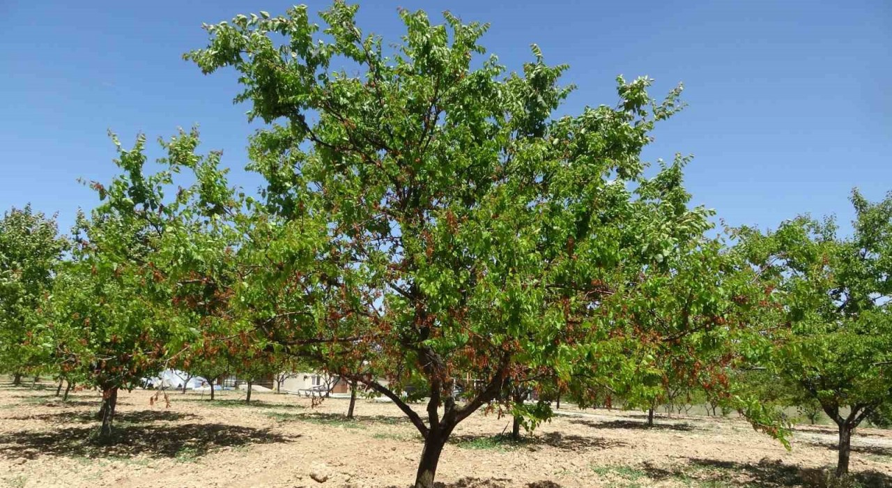 MTB Başkanı Özcan: Zirai don desteği yakında üreticiye ulaştırılacak