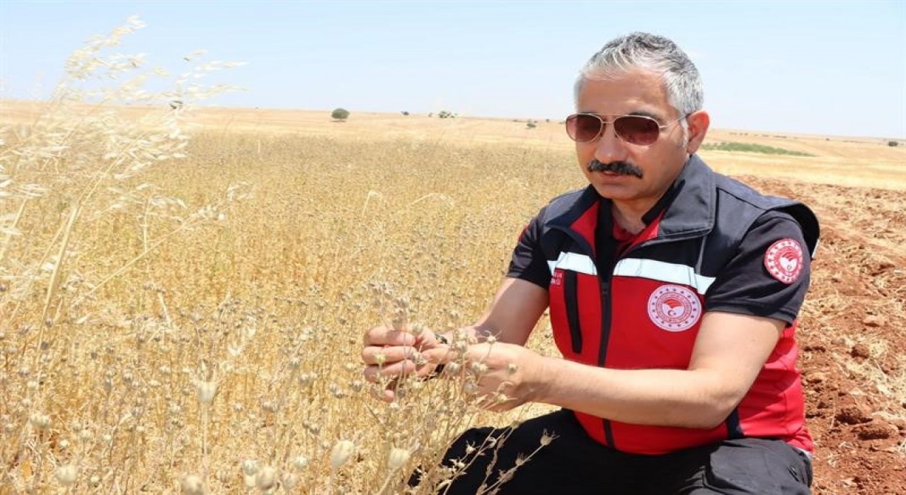 Müdür Akkan çörek otu hasadına katıldı