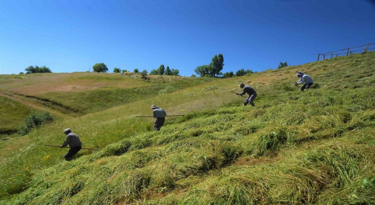 Muşta ot biçme sezonu başladı