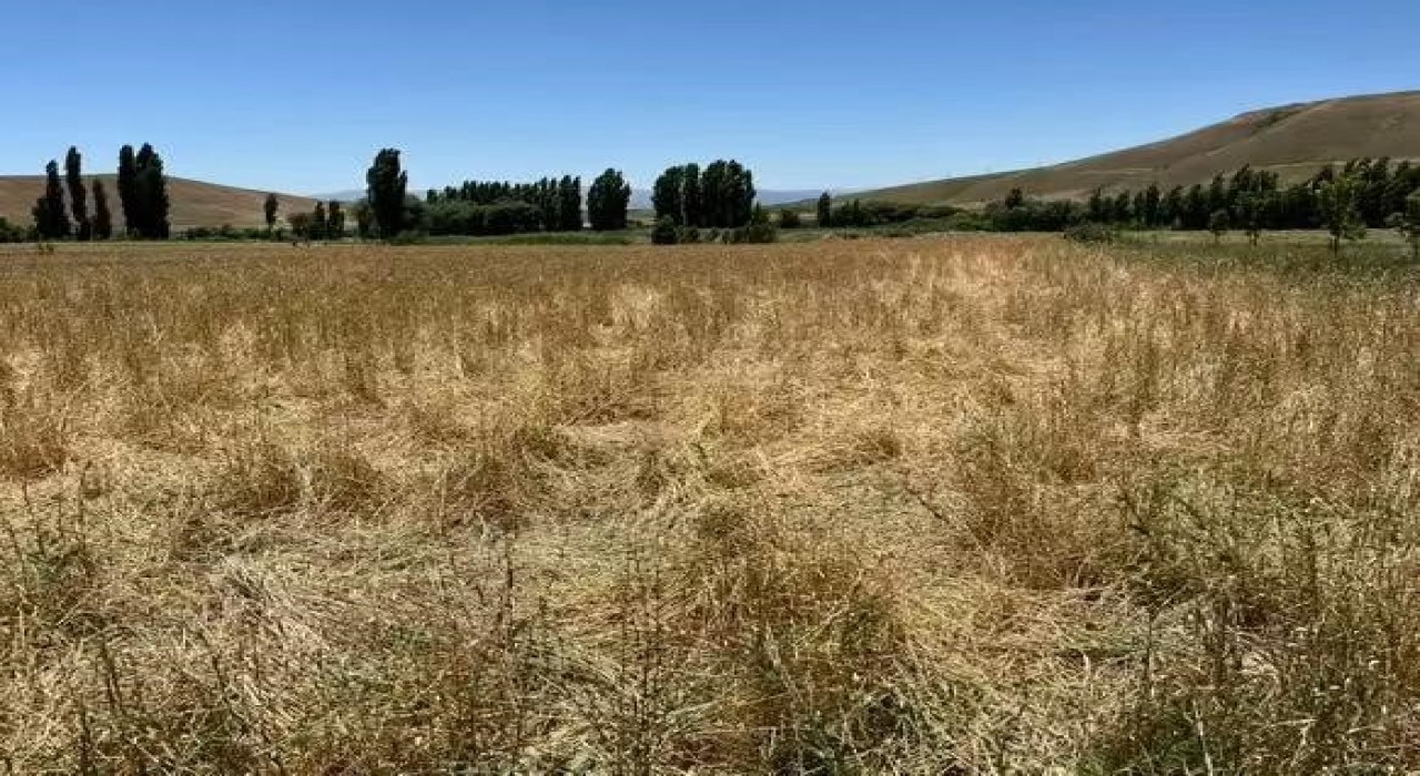 Muşta yaban domuzları ekili araziyi talan etti