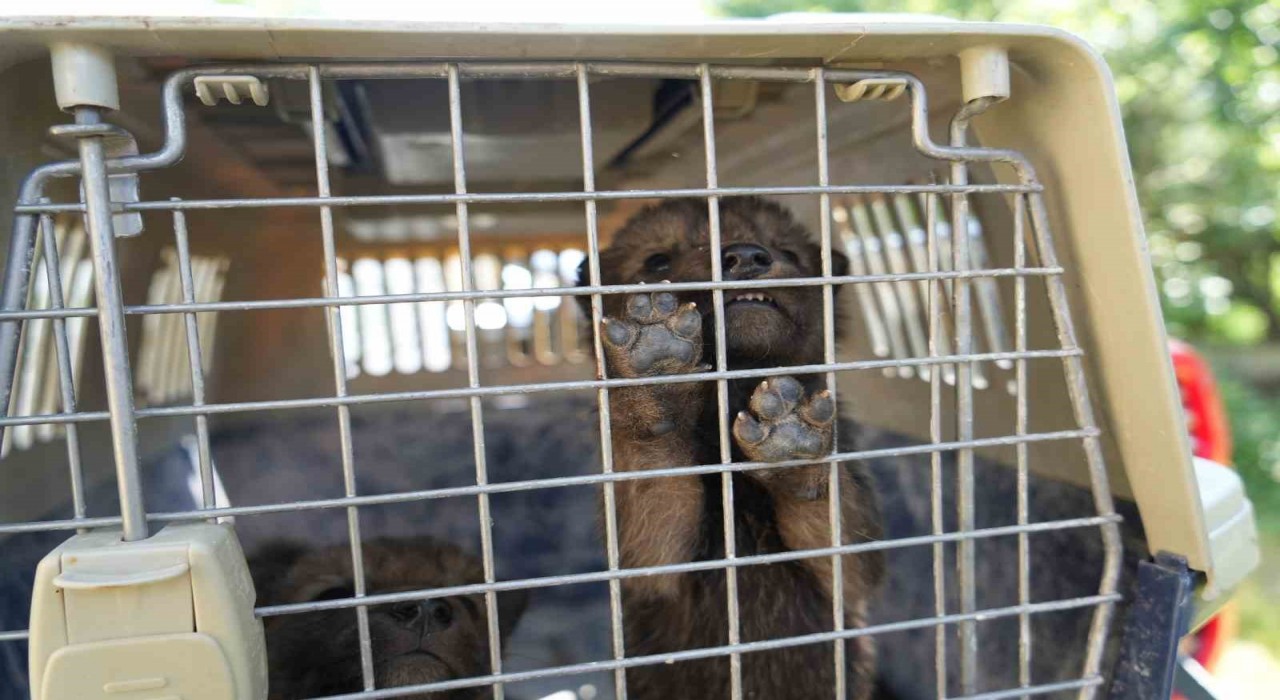 Muşta yaylada bulunan 4 kurt yavrusu koruma altına alındı