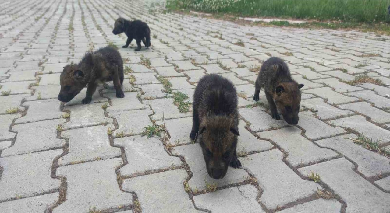 Muşta yaylada bulunan 4 kurt yavrusu Vanda kreş hizmeti