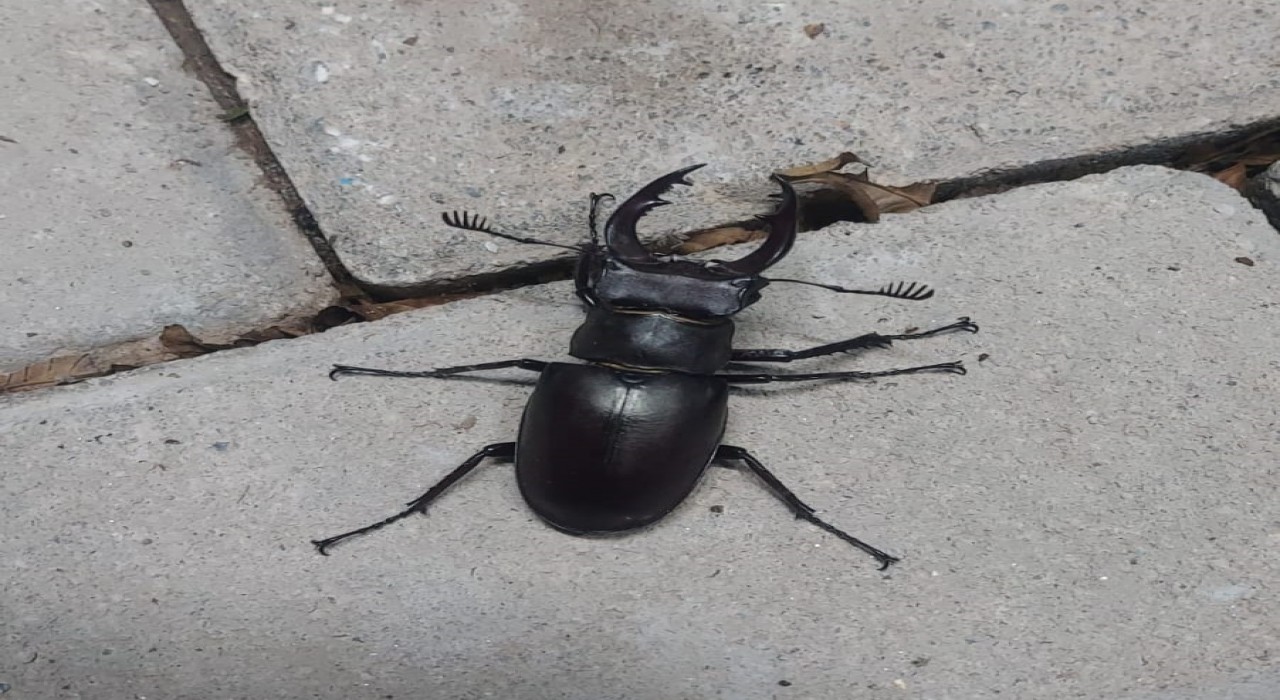 Nadir böcek türü geyik böceği Denizlide görüldü