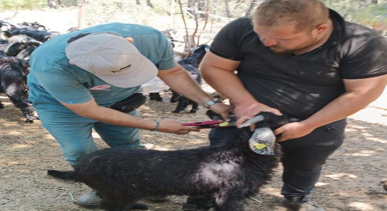 Nazillide küçükbaş hayvanlara veba ve çiçek aşısı yapıldı