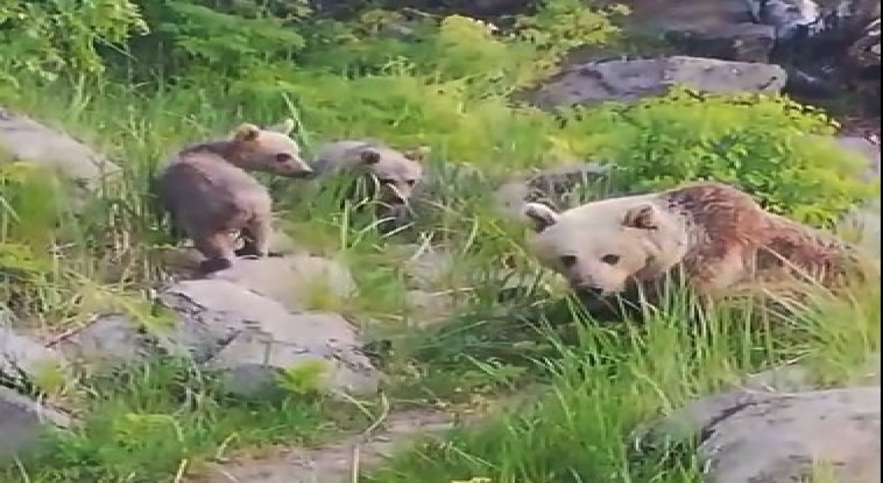 Nemrut Kalderasının maskot ayıları yeniden ortaya çıktı