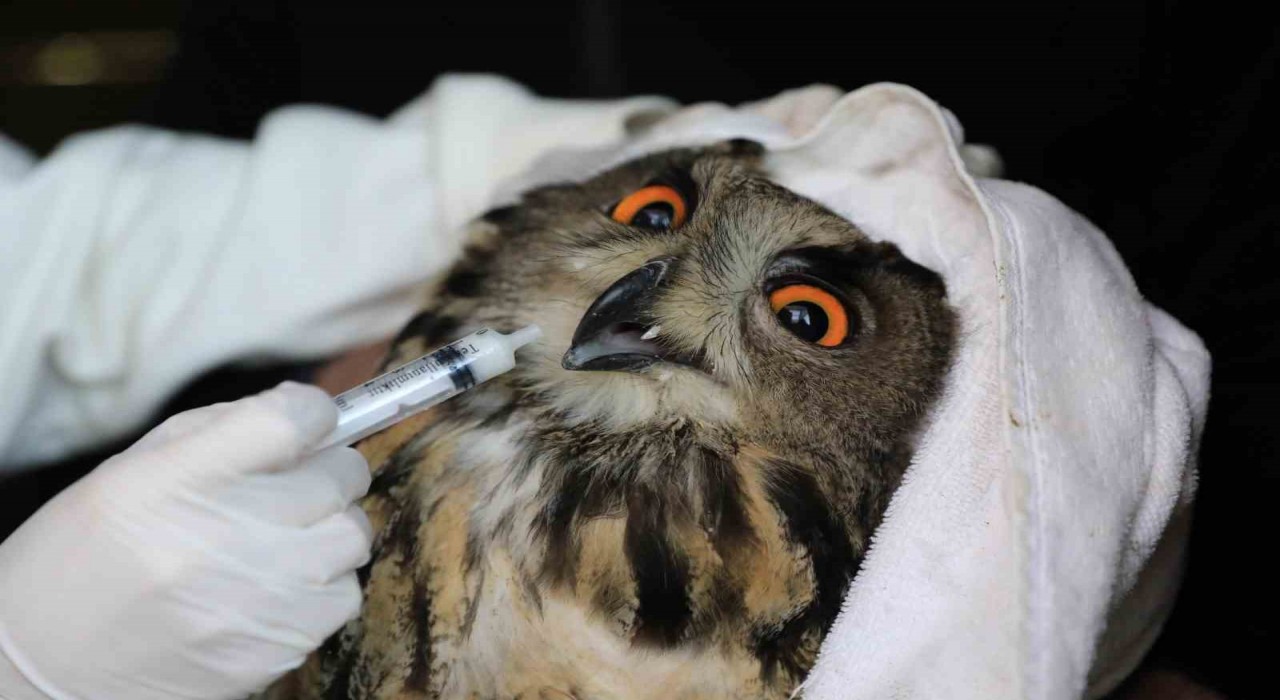 Nesli tehlike altındaki yaralı puhu, tedavinin ardından doğaya salındı