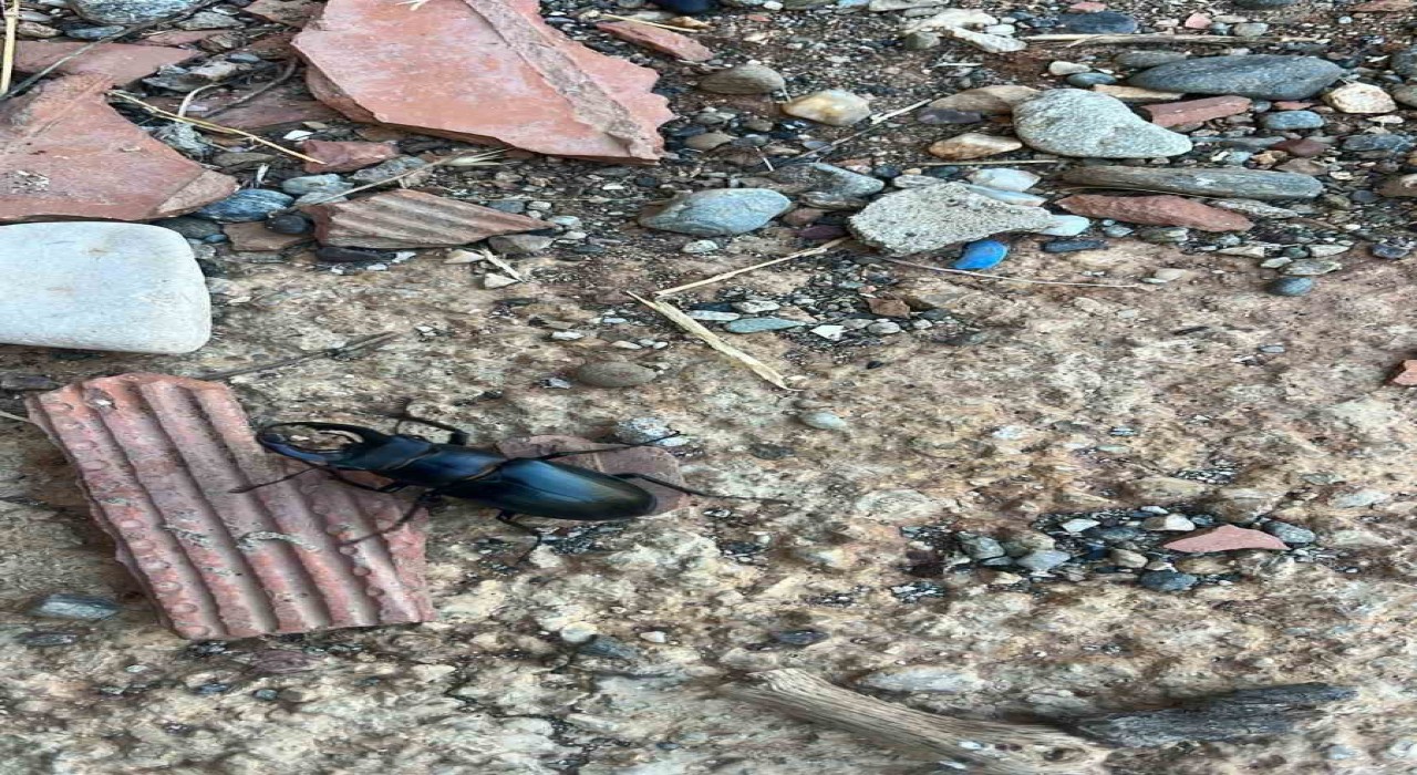 Nesli tükenme tehlikesi altında bulunan böcek türü Diyarbakırda görüldü