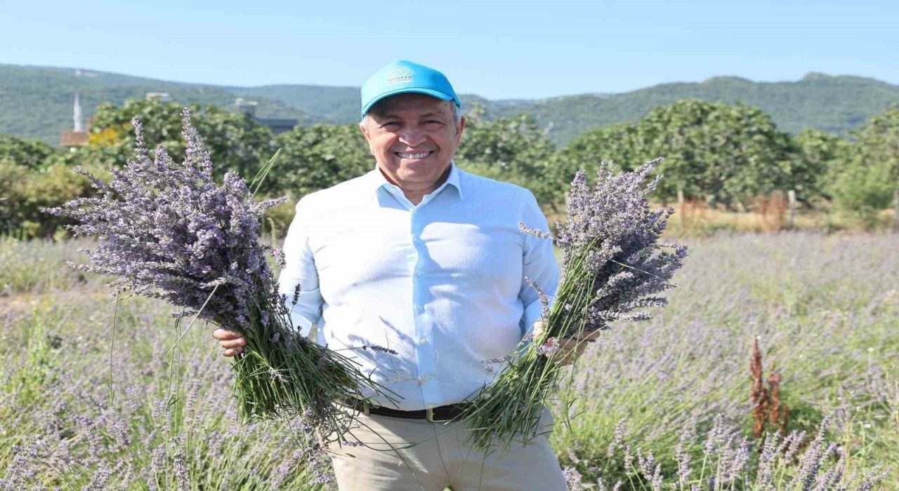 Nilüferde lavanta hasadı başladı