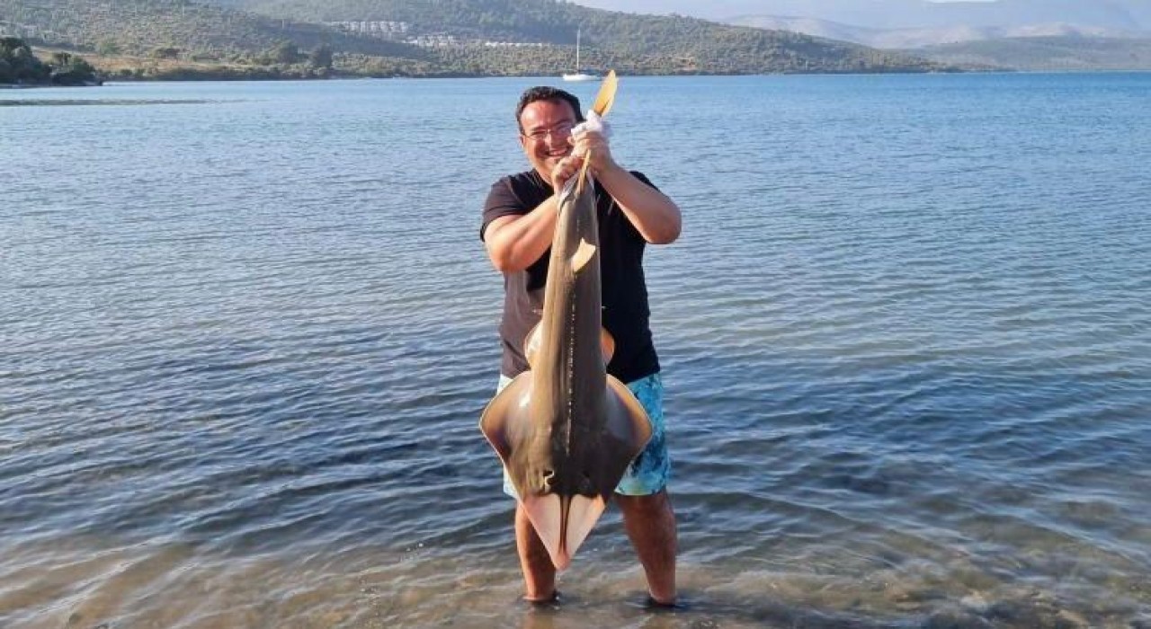 Oltaya takılan kemane balığı denize bırakıldı