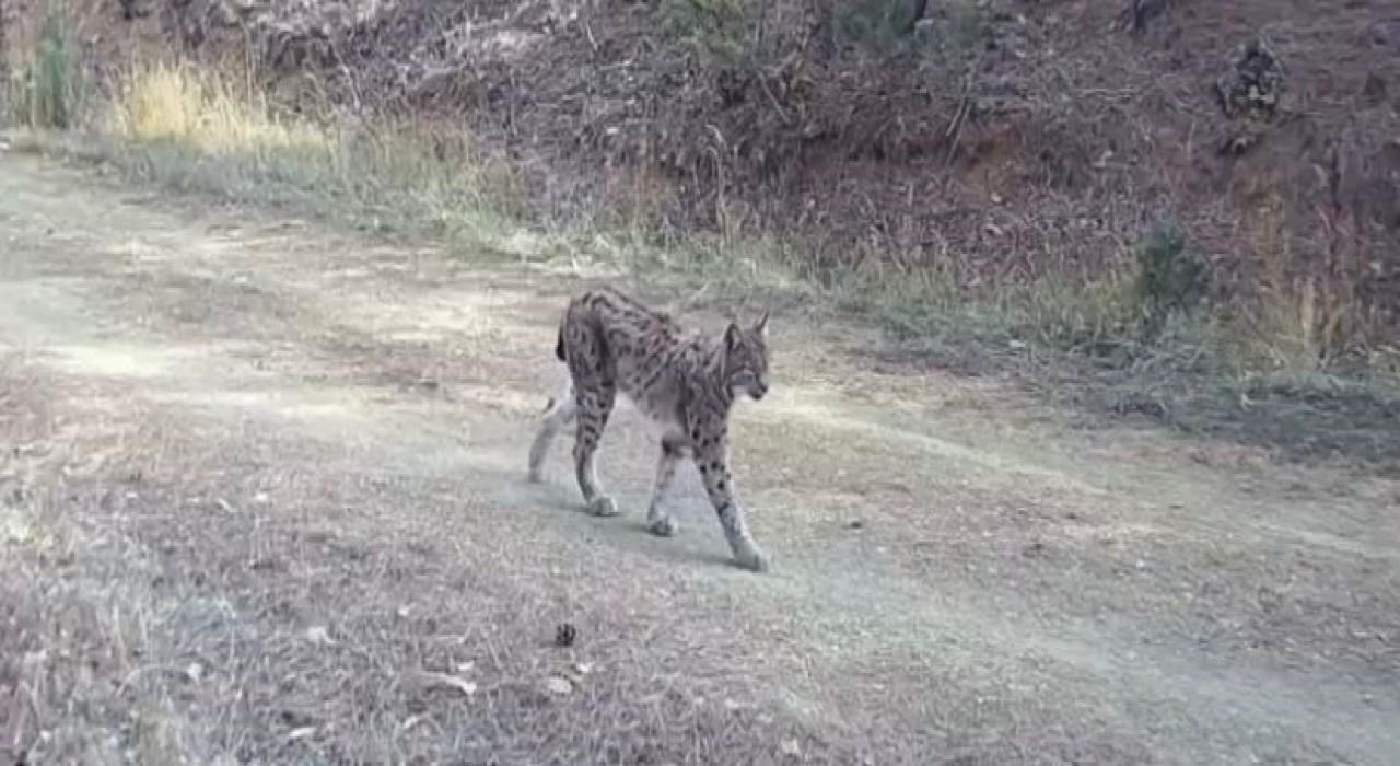 Ormanın hayaleti vaşak doğal ortamında kamerada