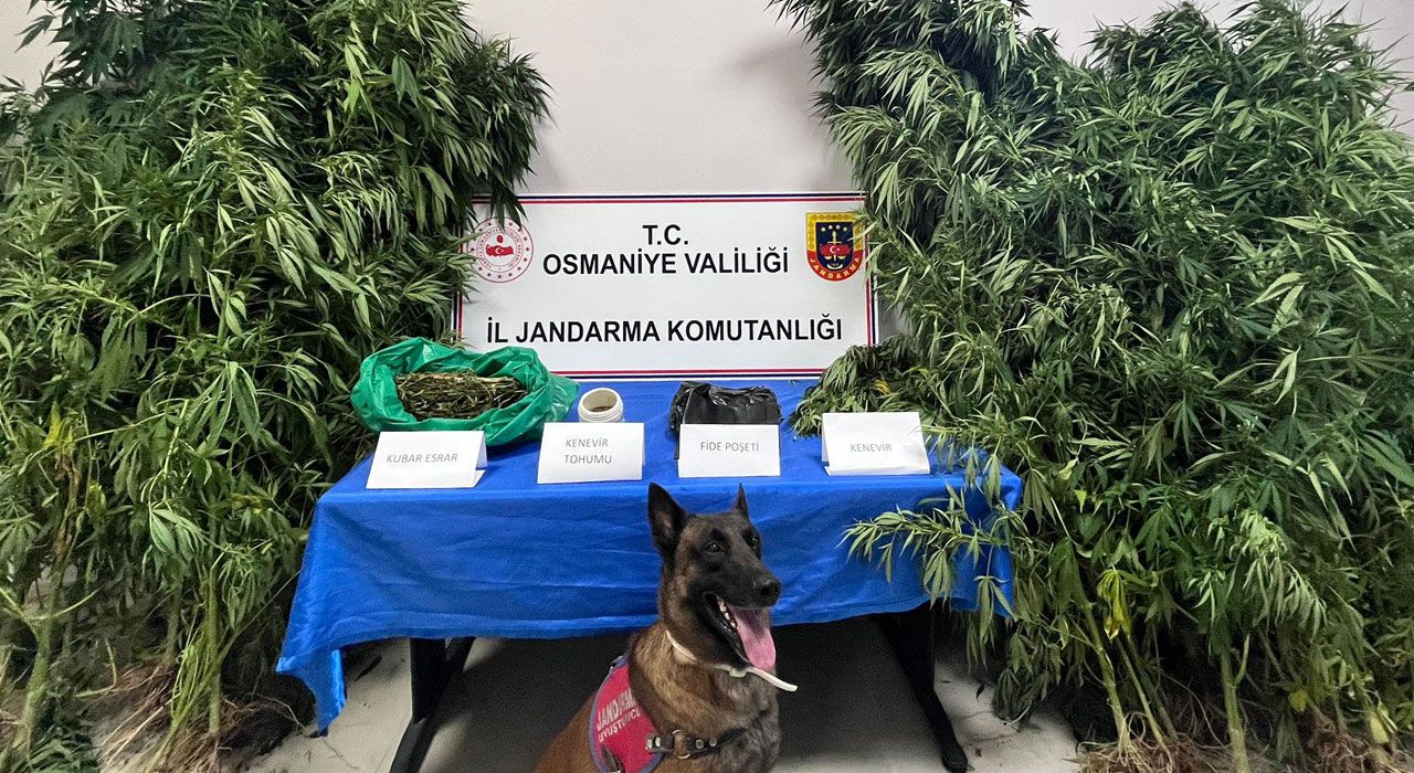 Osmaniye'de 50 Kök Kenevir ve 449 Gram Kubar Esrar Ele Geçirildi