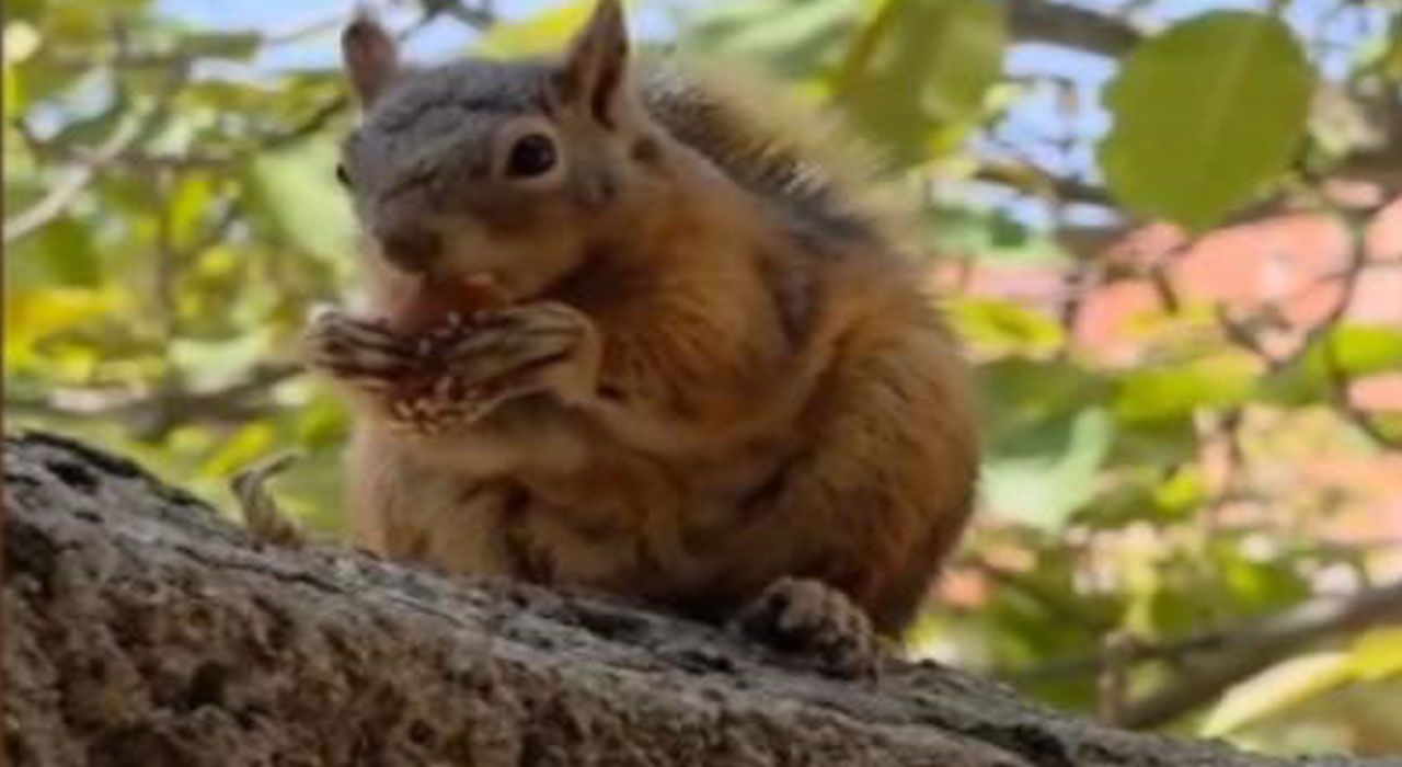 Osmaniye’de Bayram Kömbesi Yiyen Sincap Sosyal Medyada İlgi Odağı Oldu