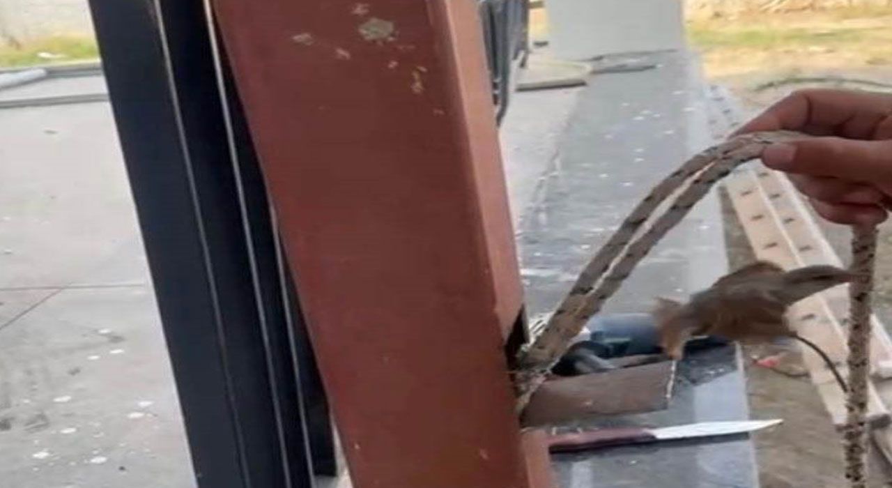 Osmaniye’de Demir Direğe Sıkışan Serçeyi Vatandaşlar Kurtardı