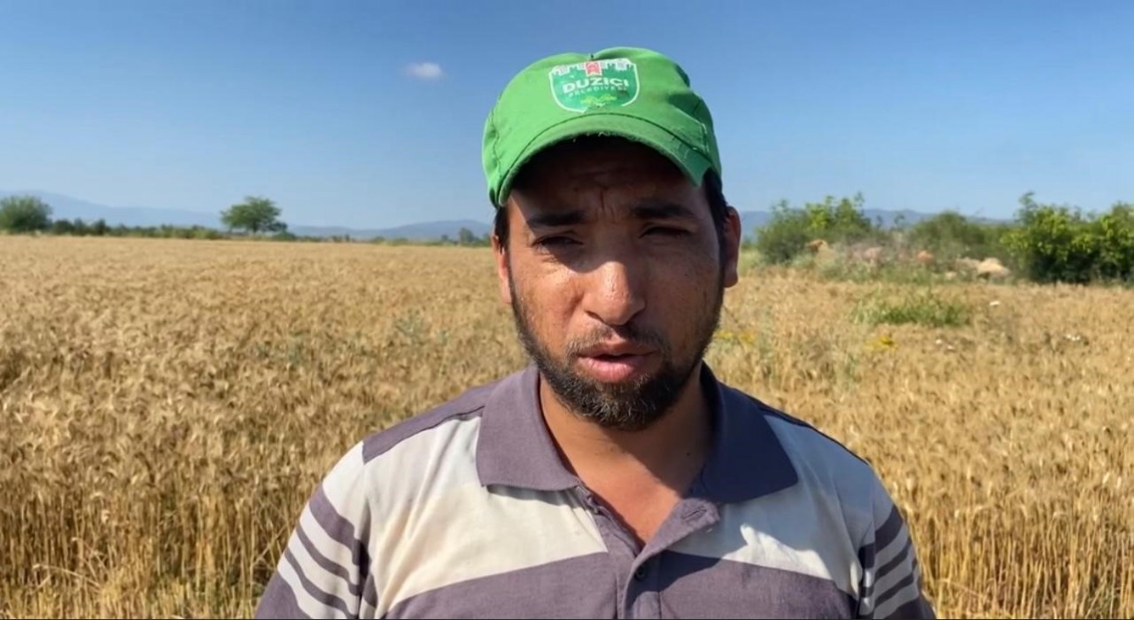 Osmaniyede mevsim nedeniyle buğday hasadı geç başladı
