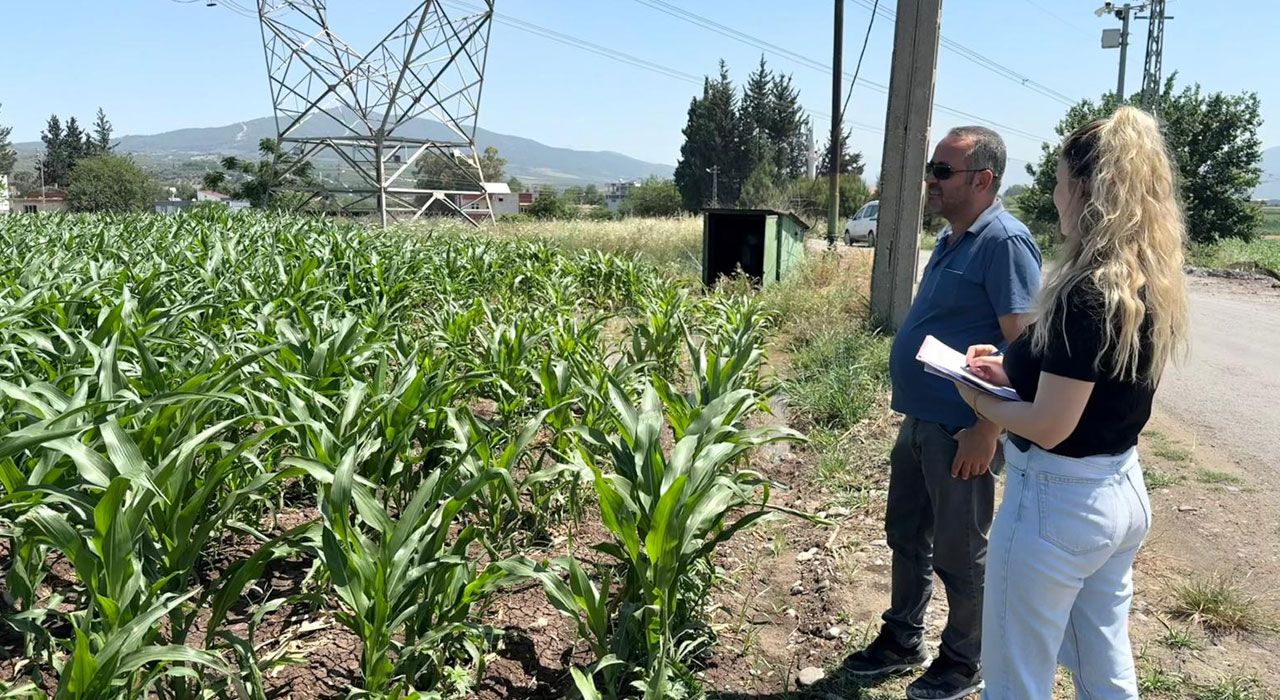 Osmaniye'de Yem Bitkileri Üretimine Teknik Destek Çalışmaları Sürüyor