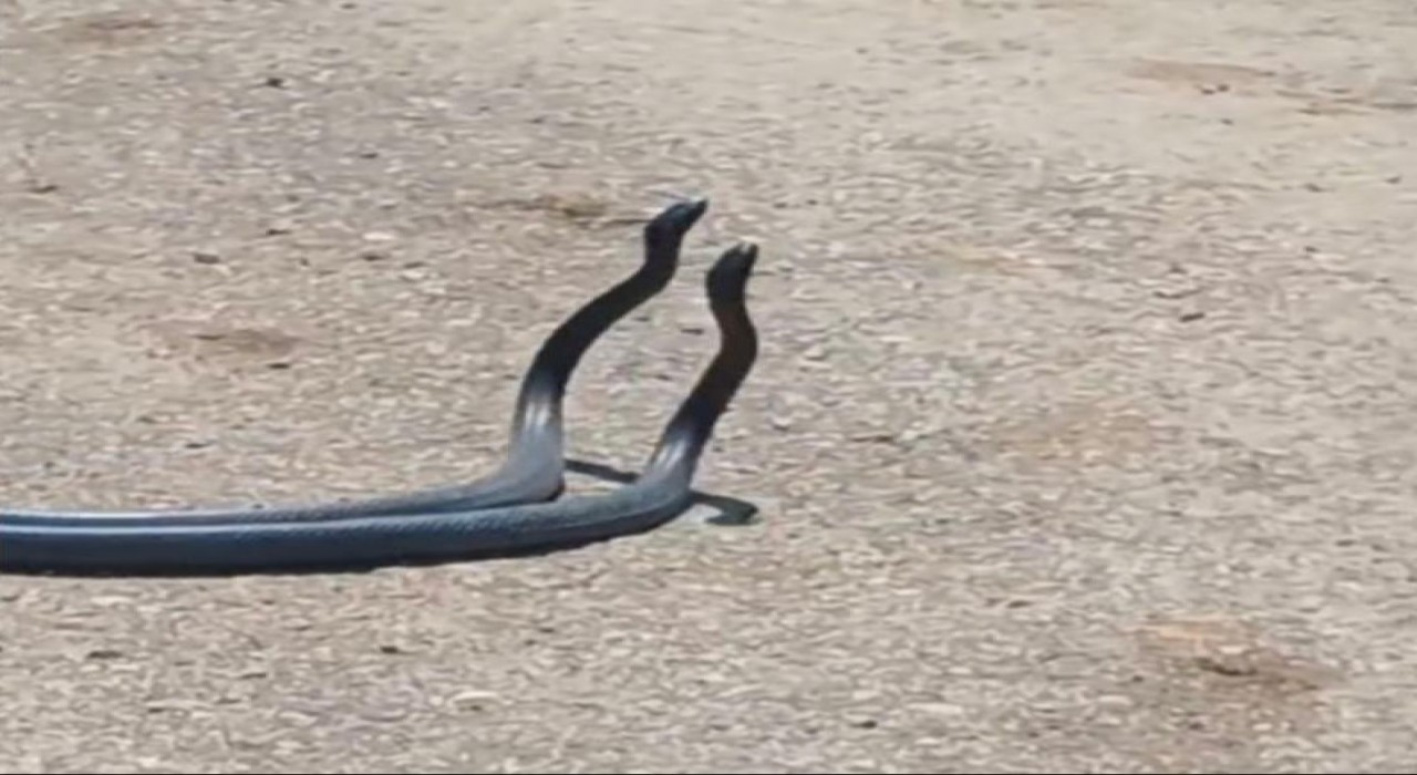 Osmaniyede yılanların dansı kameraya yakalandı