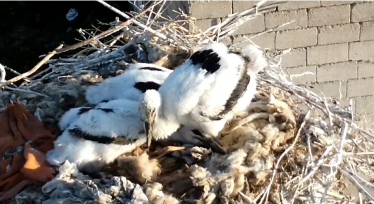 Özalpta soğuklara direnen leylekler yavruladı