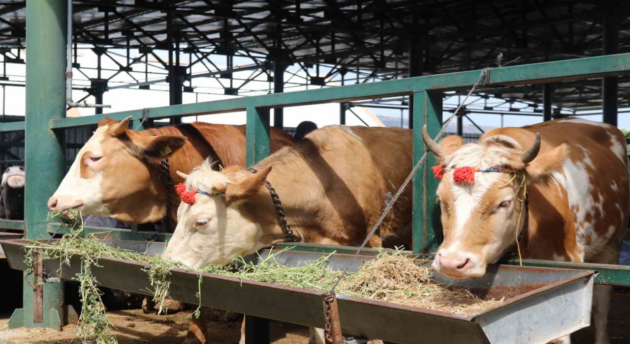 Pazarlıklar kızıştı, kimisi çok uygun dedi kimisi kuru kalabalık dedi