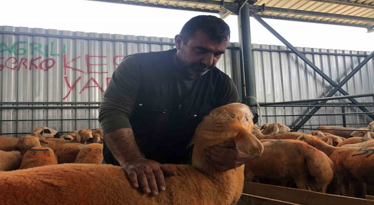 (ÖZEL) Turuncu renkli Sivas Kangal kuzuları hem renkleri hem de lezzetleriyle dikkat çekiyor