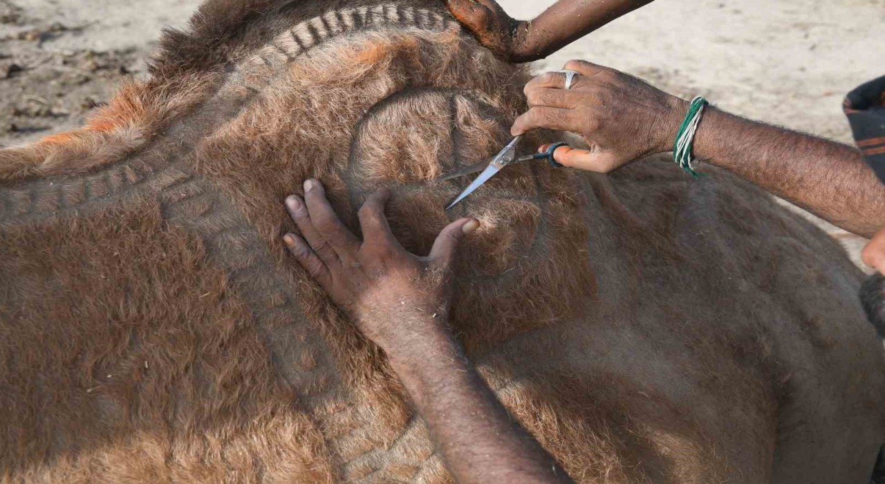 Pakistanda Kurban Bayramı öncesi develer geleneksel motiflerle süslendi