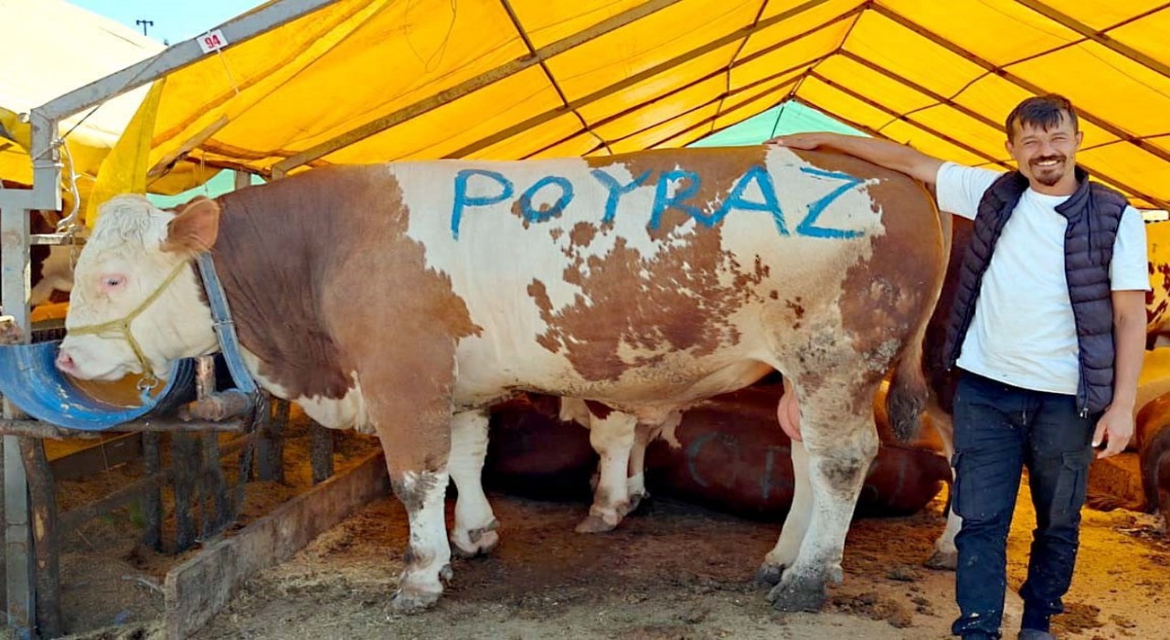 Pazarın ağır abisi Poyraz ilk günden satıldı