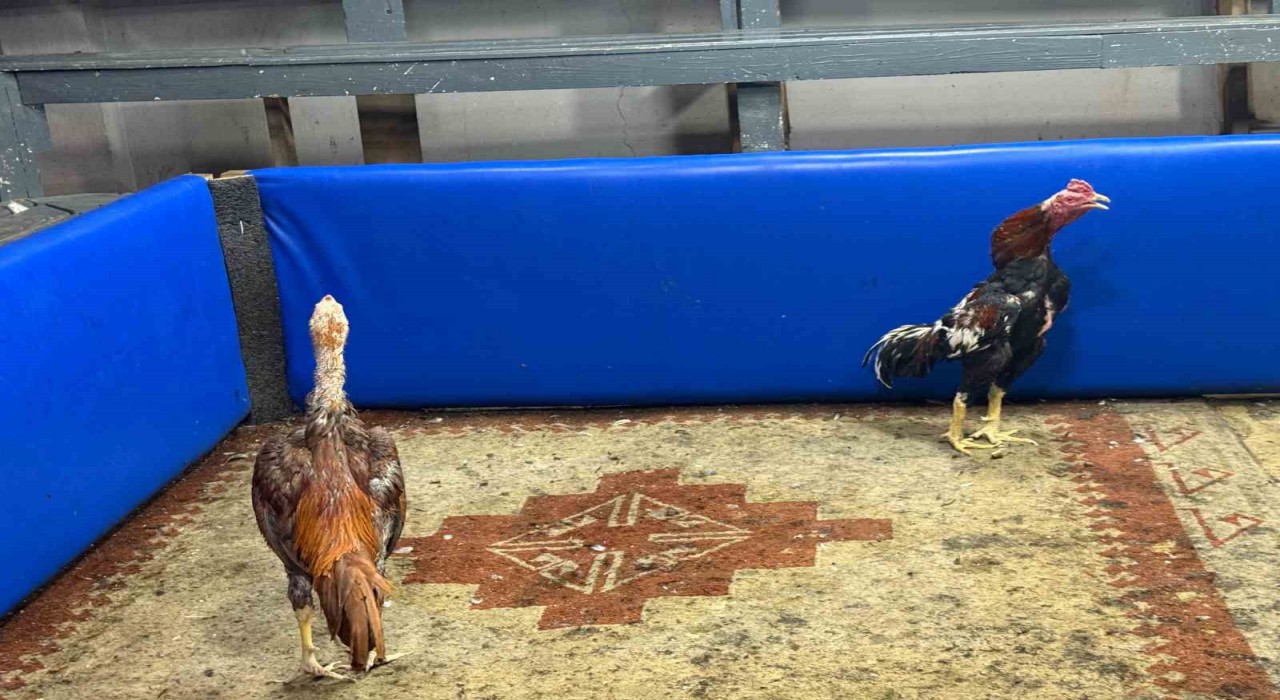 Polis müşteri gibi girdi, horoz dövüşüne suçüstü operasyon yaptı