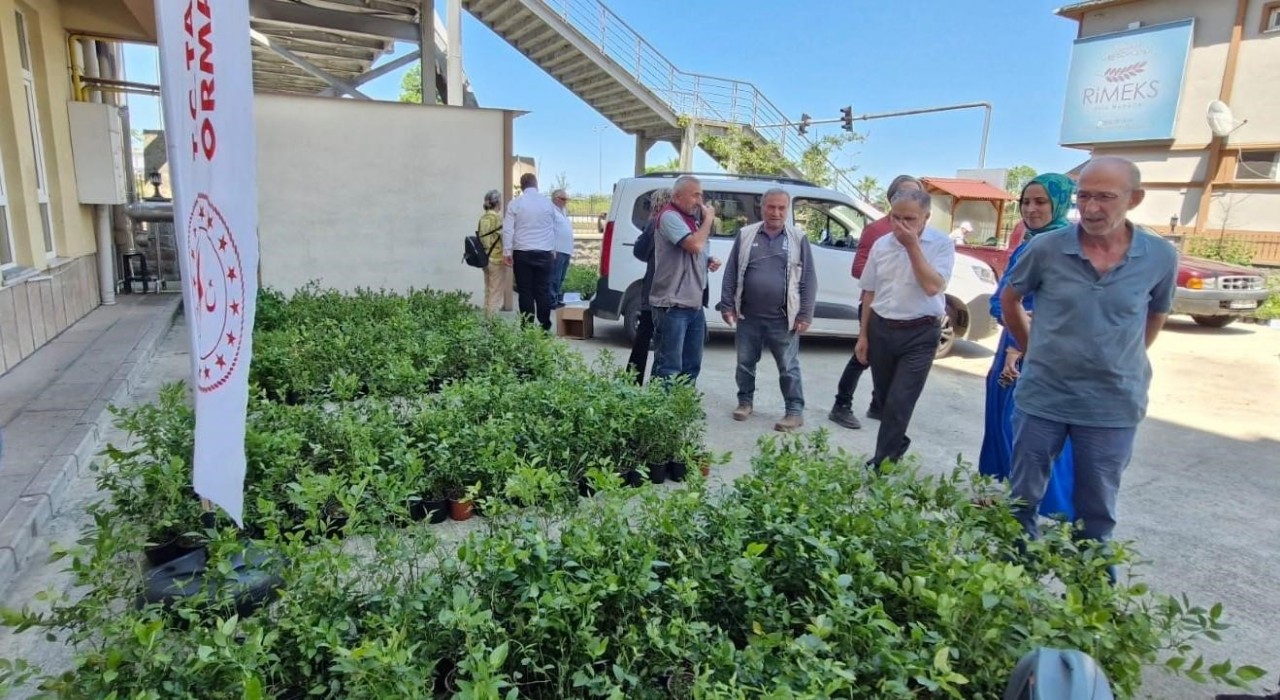 Rizede 9 bin 500 maviyemiş fidanı üreticilere dağıtıldı