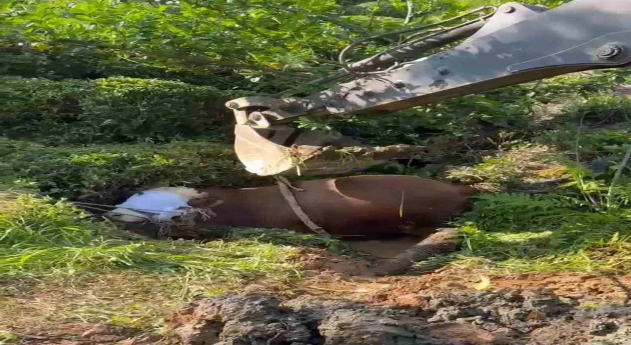 Rizede bağını kopararak çukura düşen boğa iş makinesi ile çıkarıldı