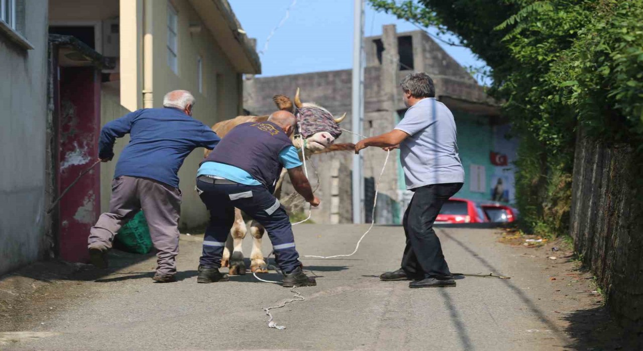 Rizede kaçan kurbanlık sahiplerini peşinden koşturdu