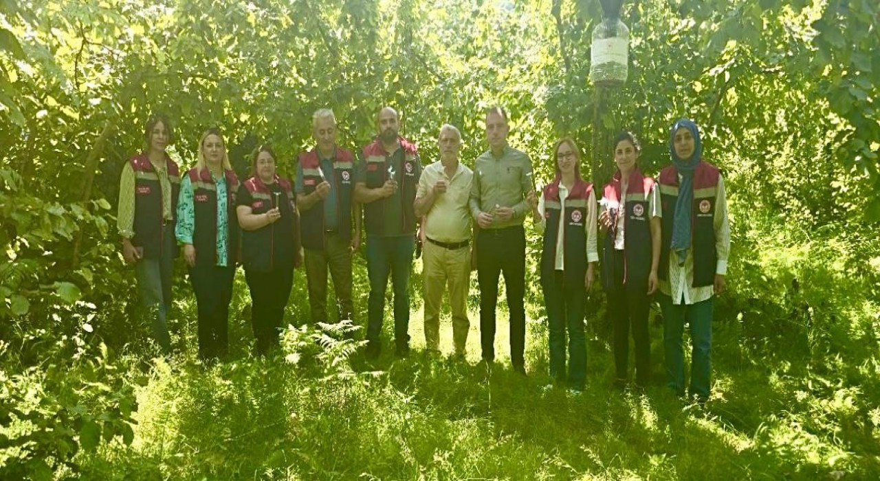 Rizede kahverengi kokarcaya karşı 50 bin adet samuray doğaya salındı