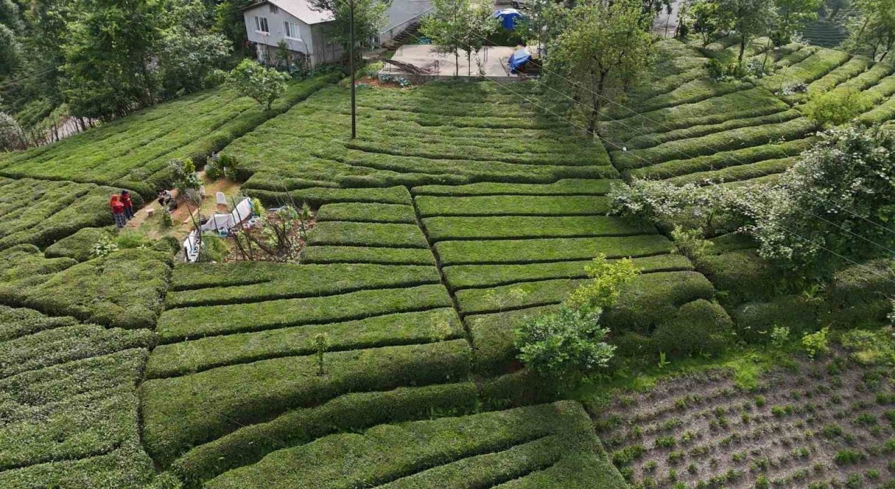Rizenin yeni gözdesi: Baklava görünümlü çay bahçesi