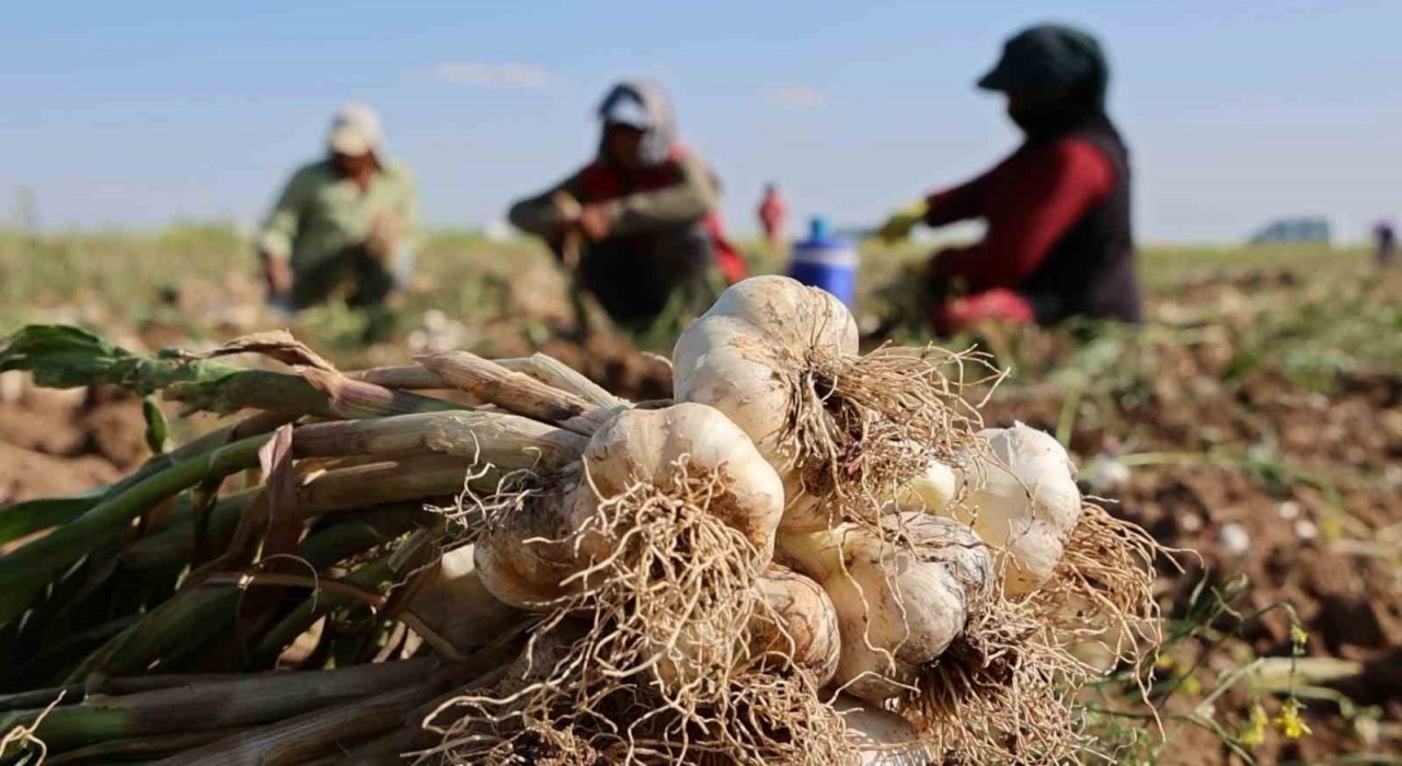 Rusya, Almanya ve İspanyanın antibiyotiği Aksaray sarımsağının hasadı başladı