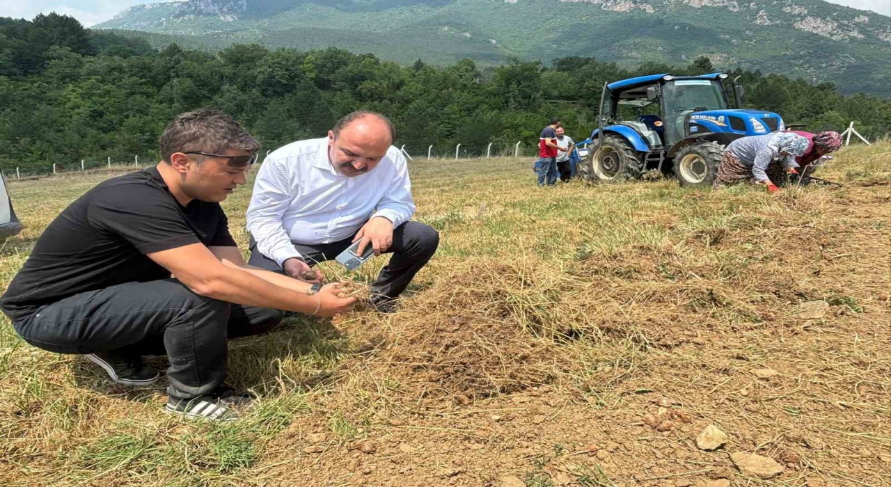 Safranboluda safran soğanı hasadı başladı