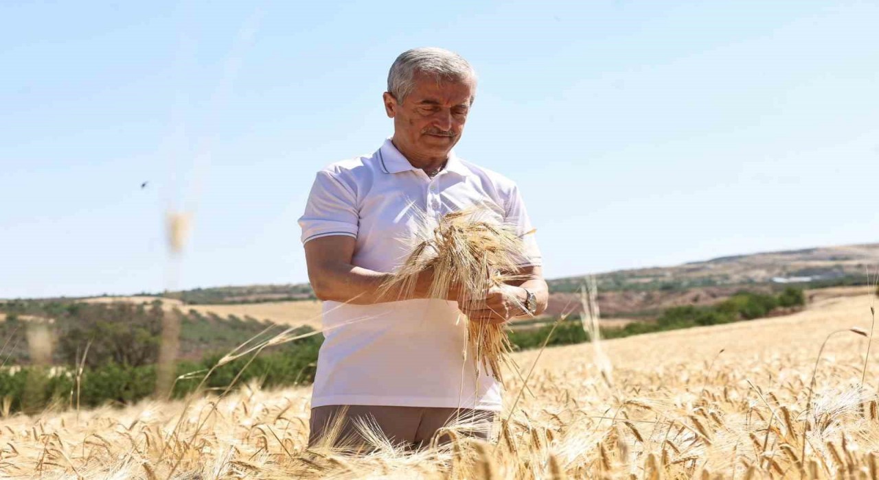 Şahinbey Belediyesinin dağıttığı arpalarda hasat sevinci yaşanıyor