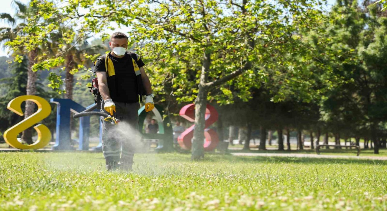 Samsunda kenelere karşı ilaçlama seferberliği