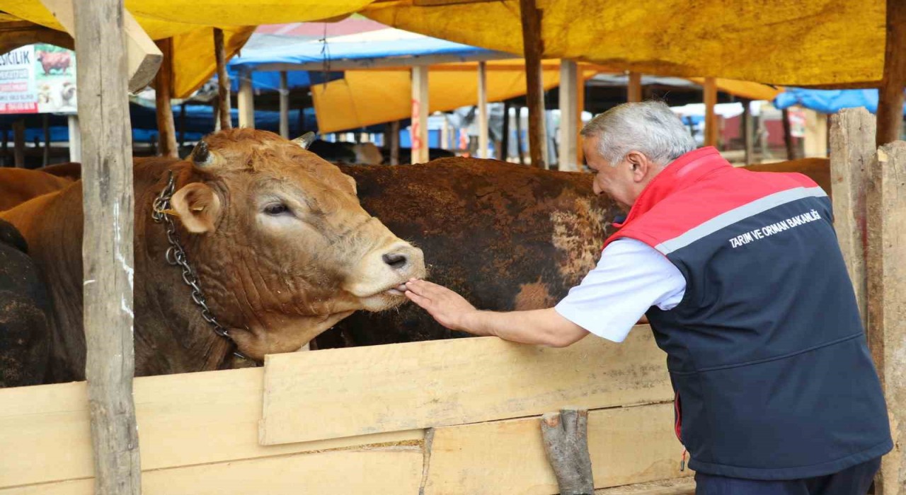 Samsunda Kurban Bayramı öncesi hayvan sağlığı ve satış denetimleri