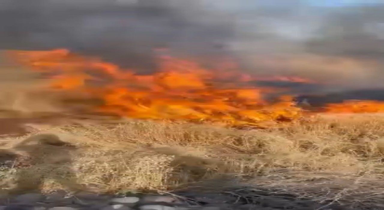 Şanlıurfada buğday tarlası küle döndü
