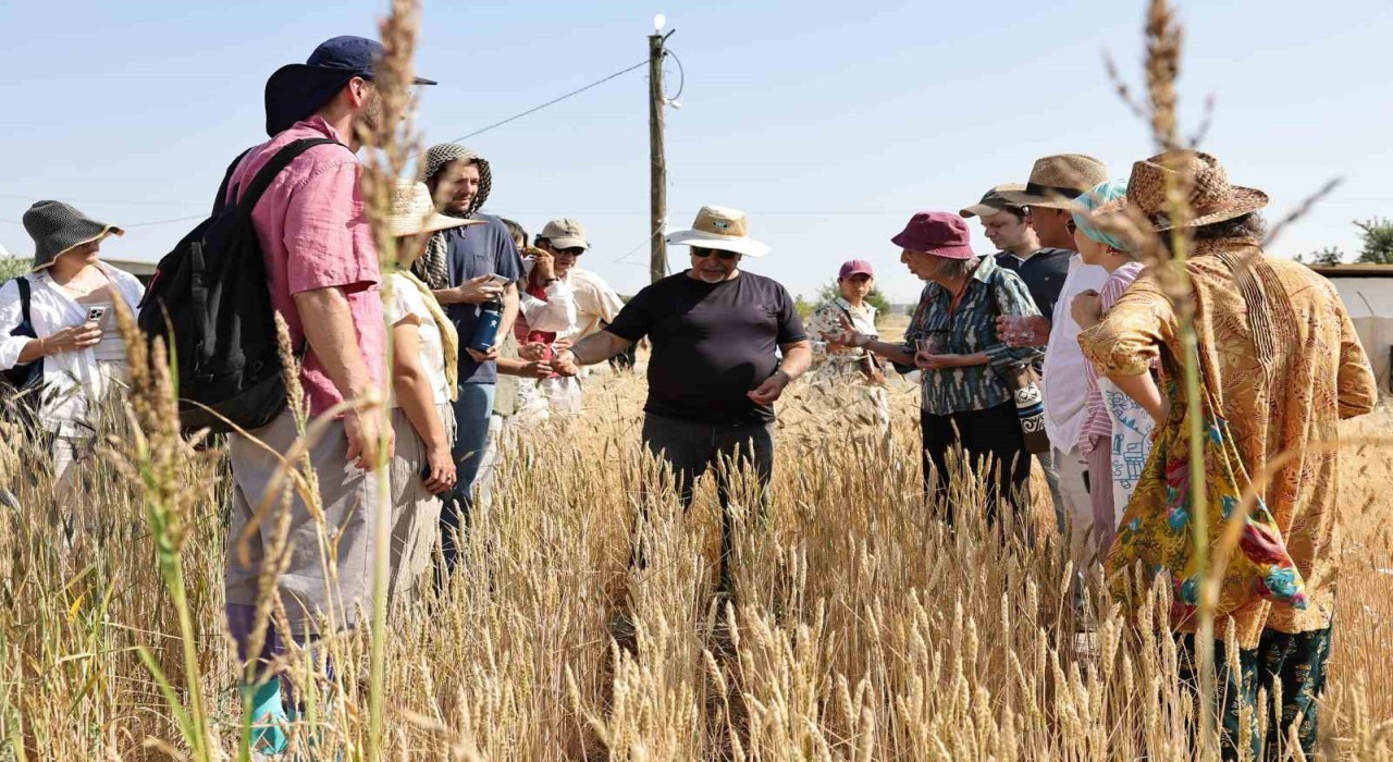 Şanlıurfada uluslararası buğday hasadı festivali başladı
