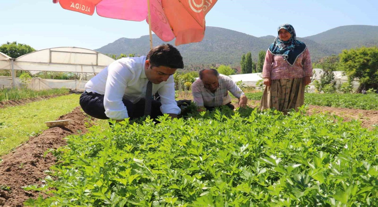 Sarıcakaya Kaymakamı kolları sıvayıp hasat için tarlaya girdi